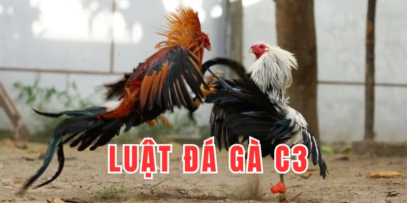 Nắm rõ luật chơi về đá gà giải C3 tại Yeu88